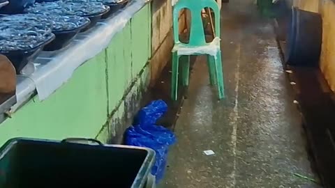 Exploring Filipino Wet Markets 🇵🇭 A Seafood Lover’s Dream