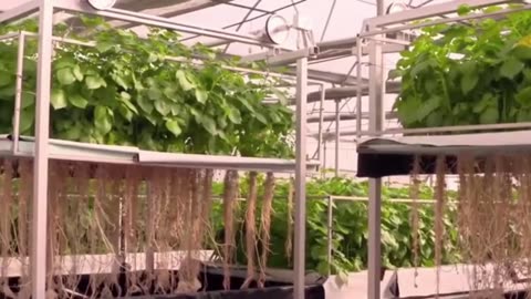 Amezing farming of potato