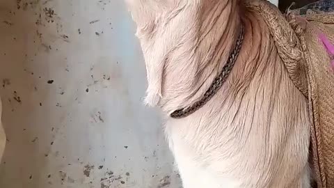 Cute Cow baby voice