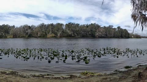 4K St. Johns River Time-Lapse: Florida Wildlife Magic 🐊🌿 (Jan 24, 2026)