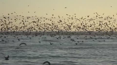 Guitar flight