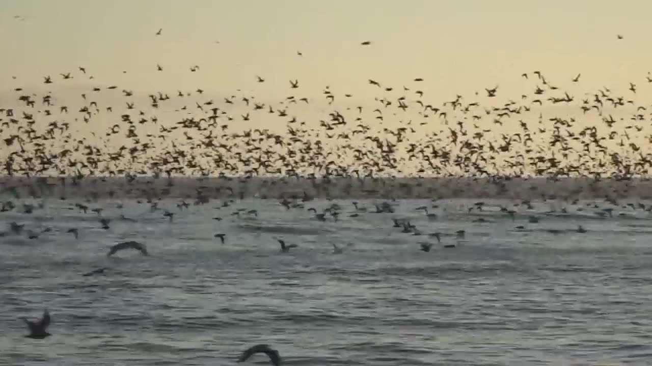 Guitar flight
