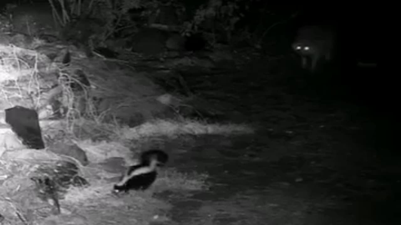 😂💨 The Bold Attempt to Eat a Skunk! | FunFM