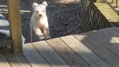 Funniest Cats and Dogs Compilation – Cute Animals Doing Funny Things