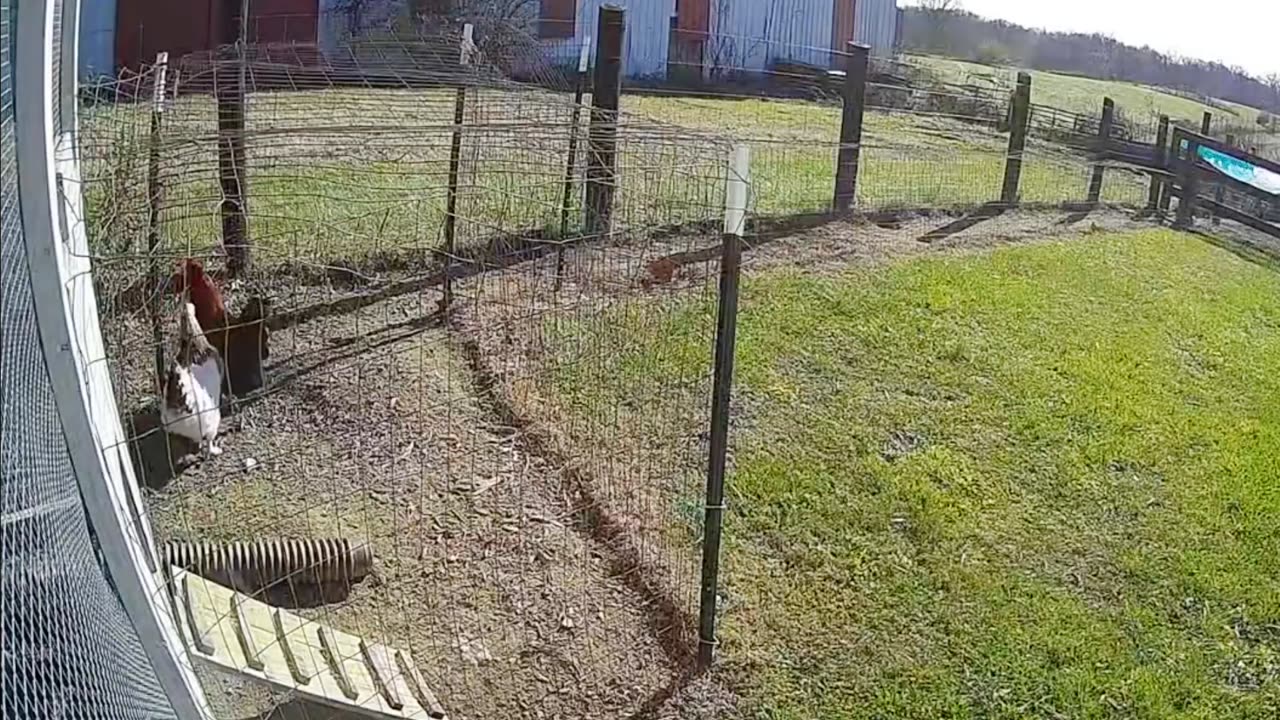 The rooster beat the hawk