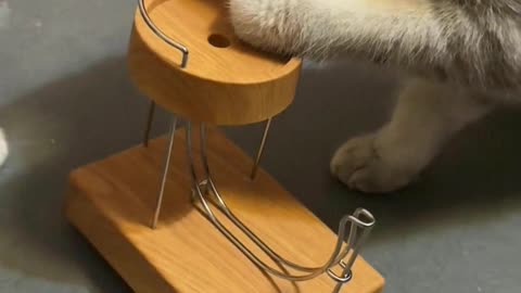 Three cats study this thing all day long.
