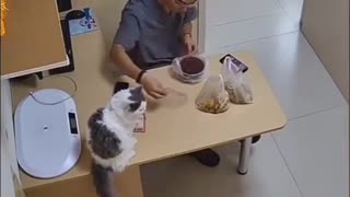 En katt är inget problem... Men sedan en orange katt... 😂😼😹