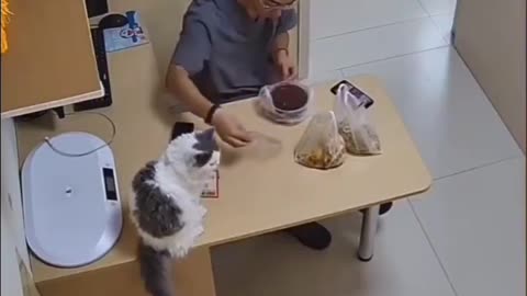 En katt är inget problem... Men sedan en orange katt... 😂😼😹