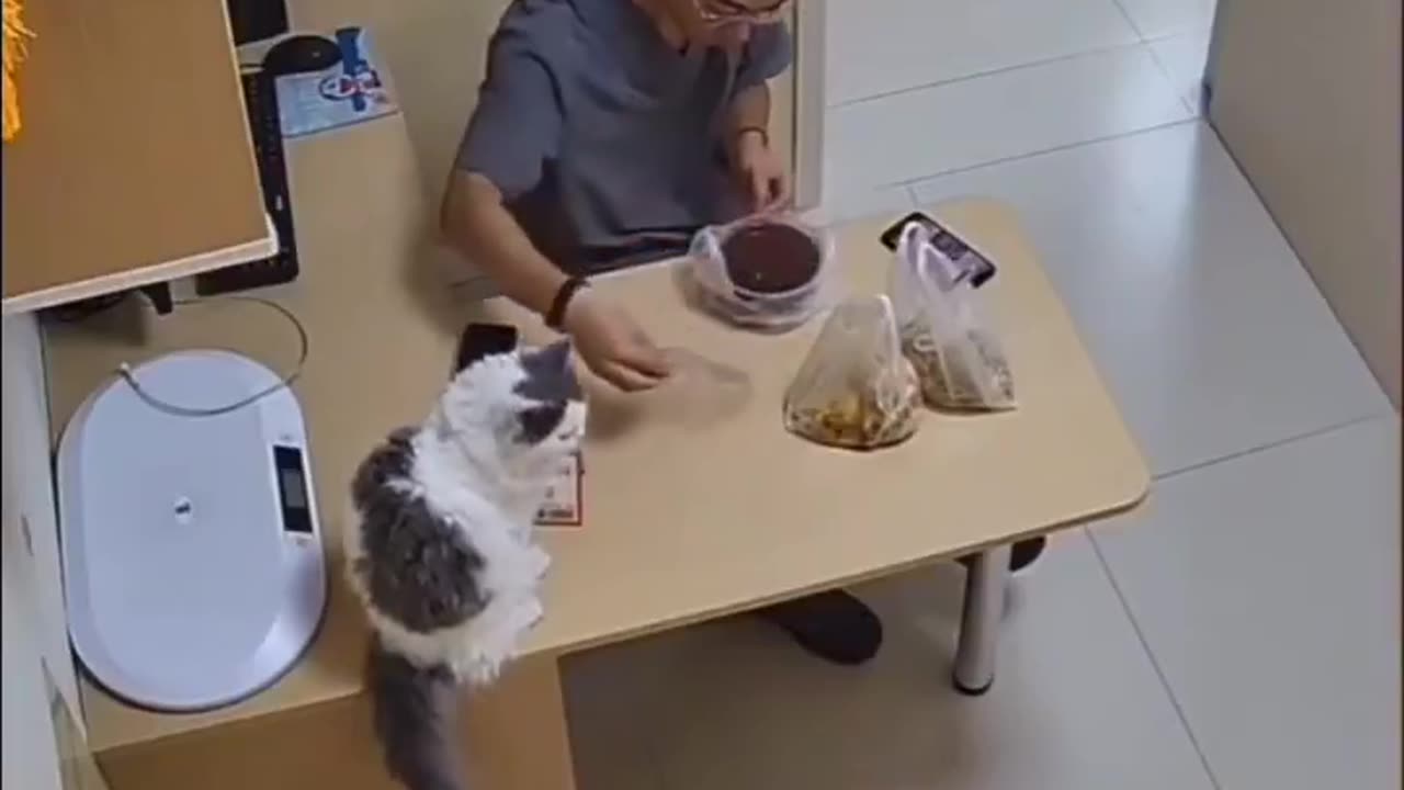 En katt รคr inget problem... Men sedan en orange katt... ๐๐ผ๐น