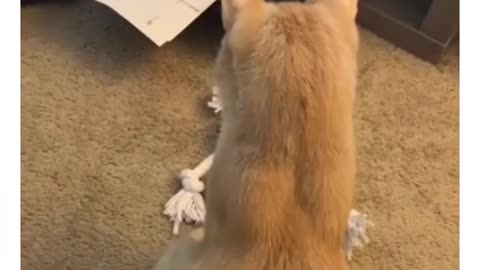 #Cat acting video#Animal funny video# dog funny video# plz watch and share