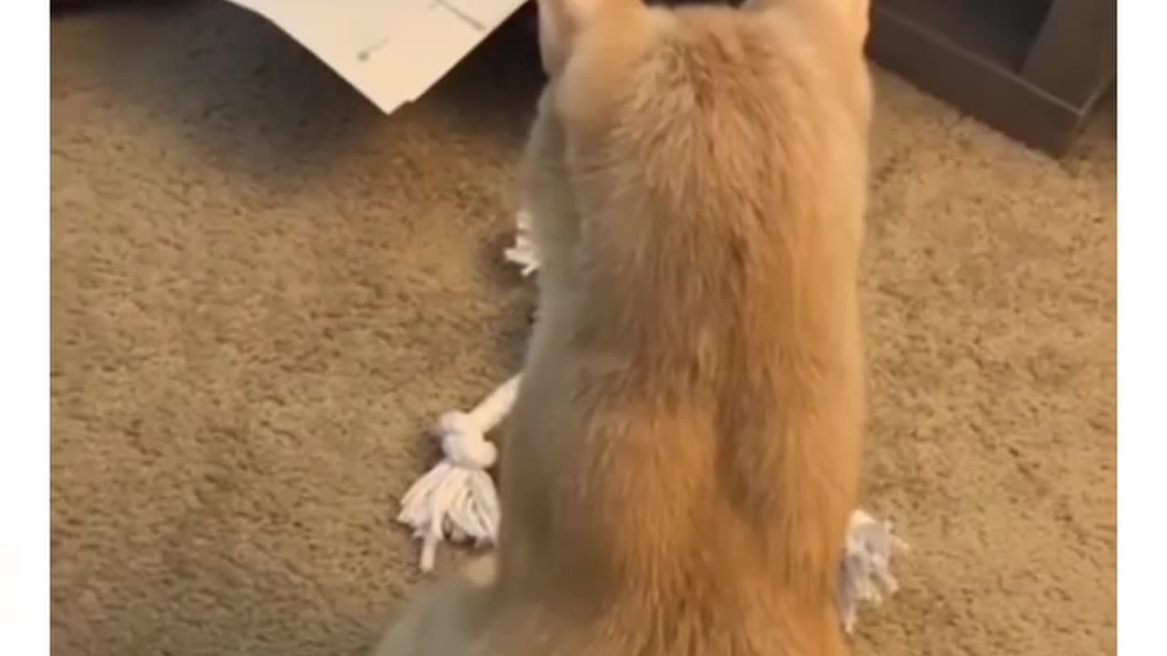 #Cat acting video#Animal funny video# dog funny video# plz watch and share