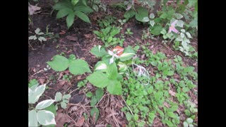 Holding Grace Trillium May 2025