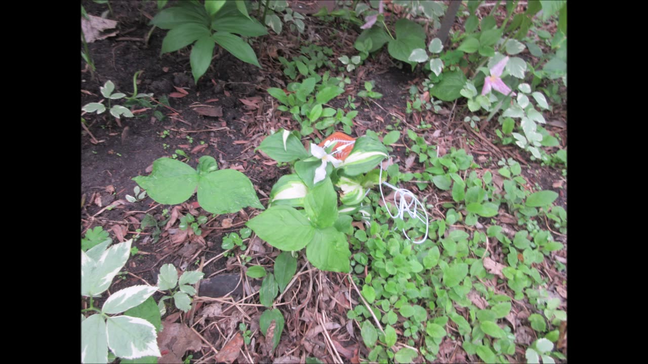 Holding Grace Trillium May 2025