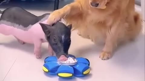 Piglet and Golden Retriever