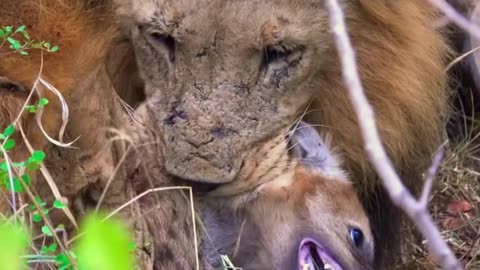 Hungry Lions Attack On Hyna