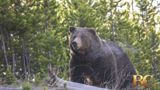 Grizzly bear on loose after attacking school group in Canada, injuring 11
