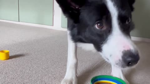 Border Collie Plays With Stacking Cups