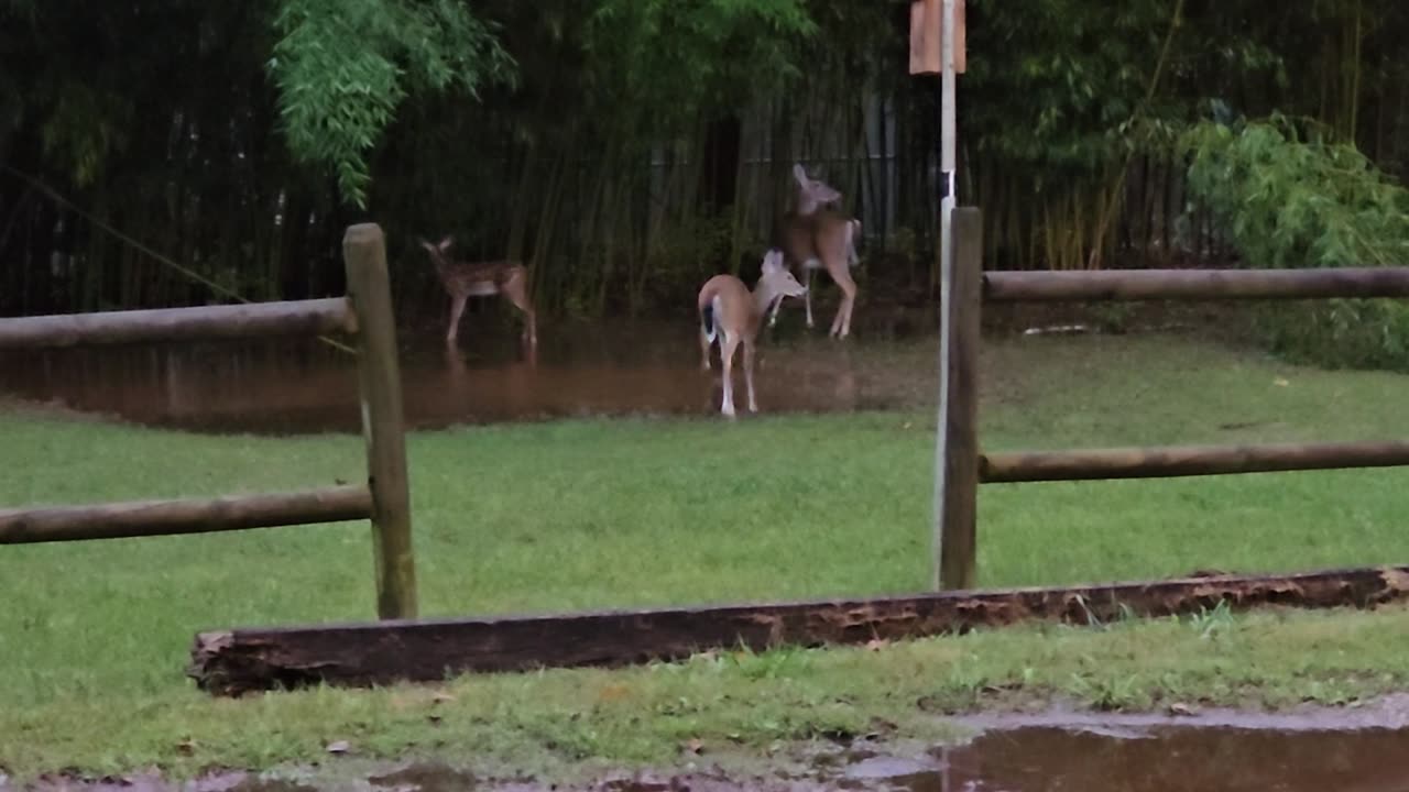 Mama Deer and Fawns Play in Puddle
