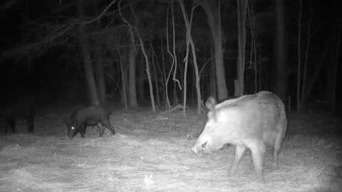 Boar Battles, TX N.H.&D.W. 12/14/25