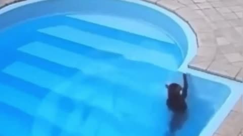 😮✨ She Falls, Panics, Then Realizes She Can Swim! | FeedMyCuriosity