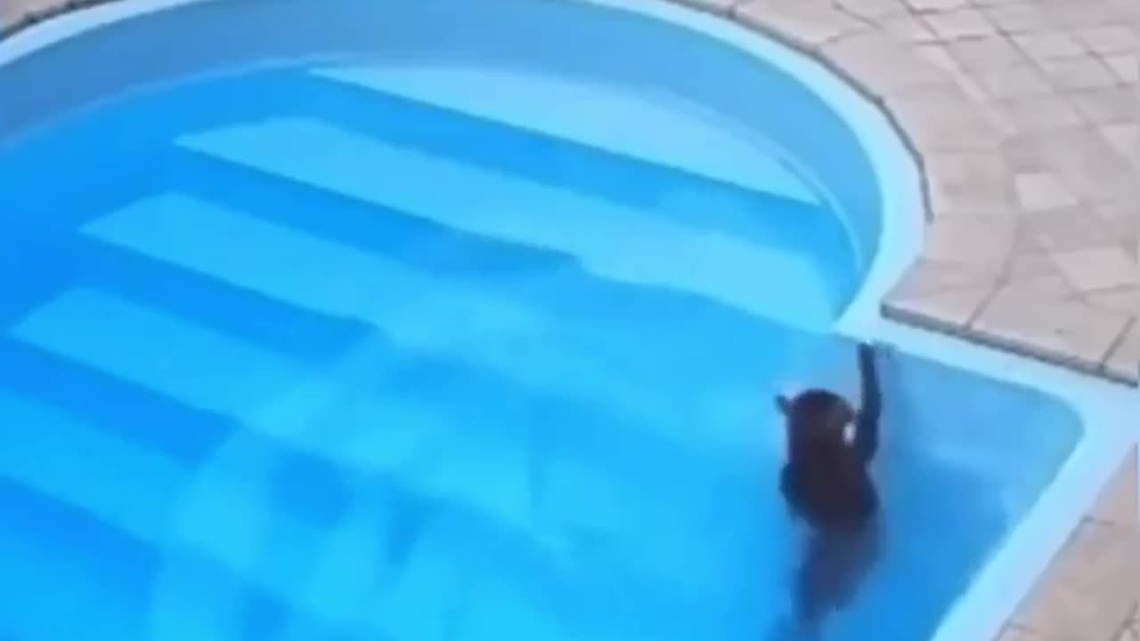 😮✨ She Falls, Panics, Then Realizes She Can Swim! | FeedMyCuriosity