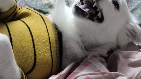 Bedtime stories with my fur angel 🛏️🐕