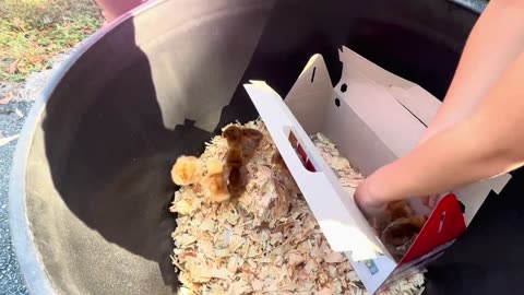 Adorable Baby Chicks Discovering Deercreek Farm!