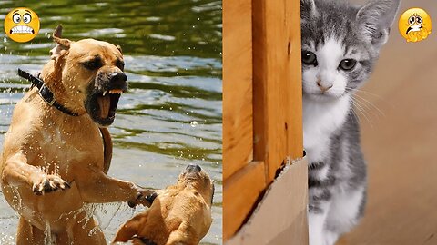 🤣best funny animal video🤣 cat and dogs that will make u laugh