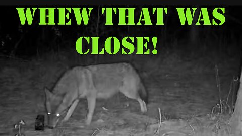 COYOTE ALMOST LOSES HIS TONGUE!