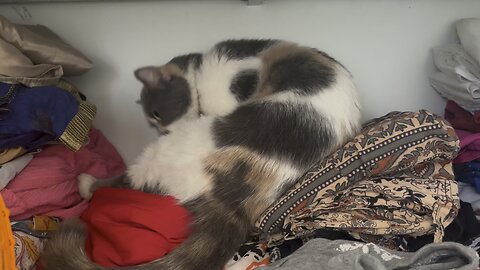 Almari = grooming center #catvedio #catoftheday #cat