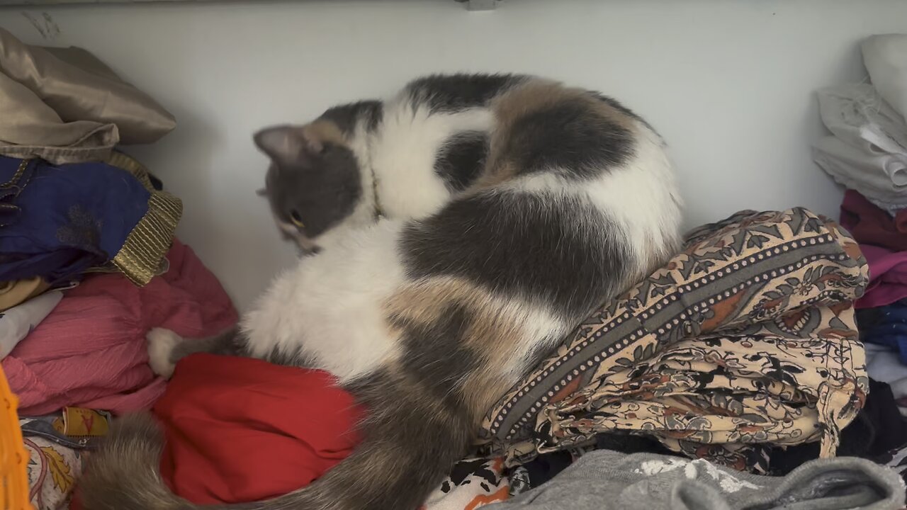 Almari = grooming center #catvedio #catoftheday #cat