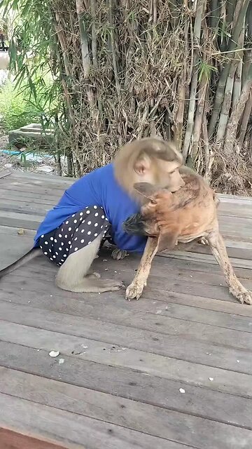 Lovely animal SokYaa, OG, Pao Mom Are Famous Around The World #shorts #anime #trend #edit