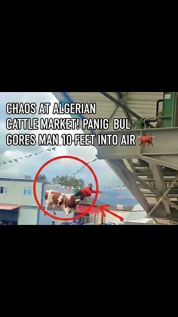 At a cow market in Algeria, a bull 🐂 attacked visitors and threw a person 3 meters high.