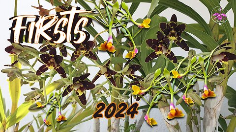 How Long Does It REALLY Take for Near Blooming Size Orchids to Bloom? 1st Time 2024 #ninjaorchids