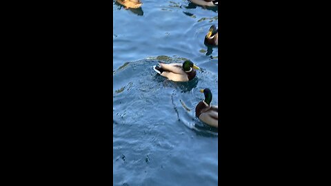 Mallard Ducks 🦆 #mallardducks #ducks #duck #mallardduck #shorts #viral #trending #followme