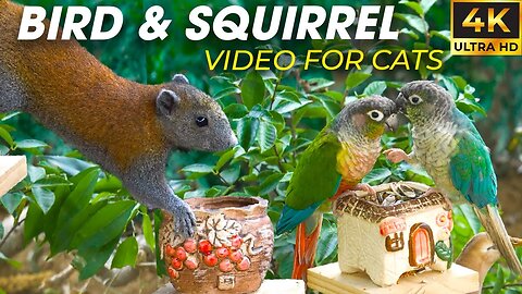 Birds and Squirrels Exploring the Garden Together - Video For Cats to Watch - CatTV Central