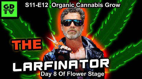 S11-E12 - Day 8 of Flower - Cannabis Grow –ELIMINATING LARF! Mars Hydro FC4000 EVO