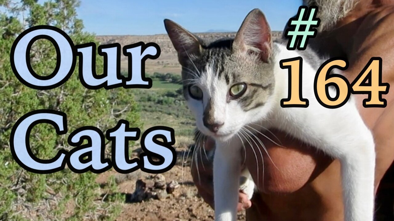 Our Cats #164 - Dad's Precious Moments With Panqueeñou The Cat | PART 3 of 5