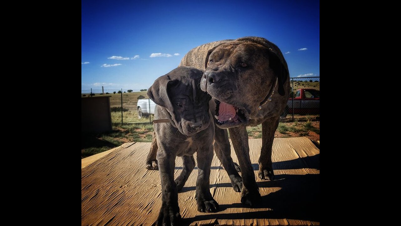 Luna working the flirt pole