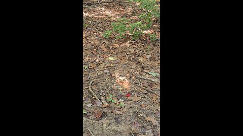 Floating Leaf