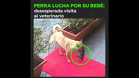 La historia de una perra que salvó a su cachorro del frío