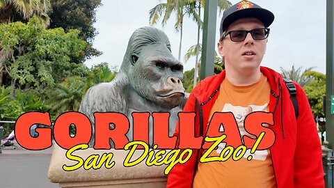 The Hidden World of Gorillas Revealed at the San Diego Zoo