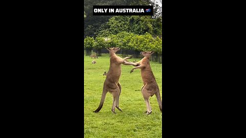 Kangaroo diaries only in Australia 🇦🇺