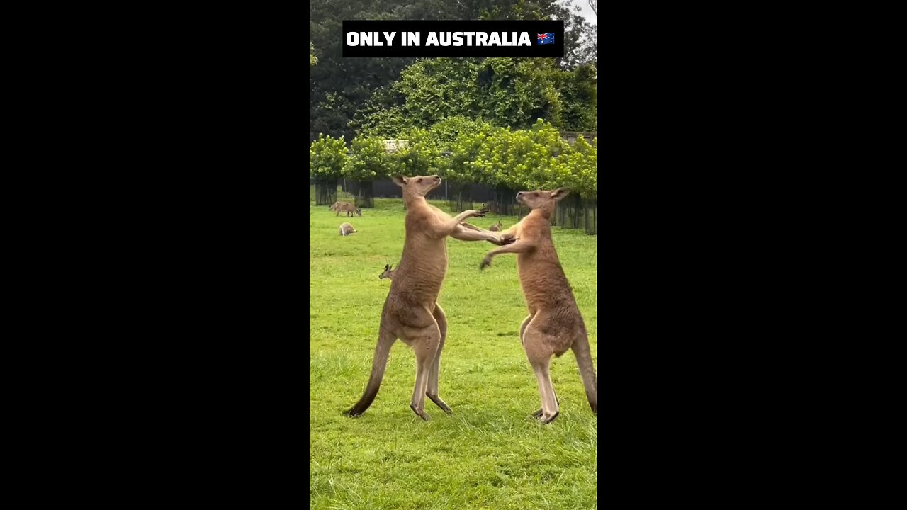 Kangaroo diaries only in Australia 🇦🇺