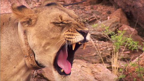 Young Lioness Saved from Angry Villager
