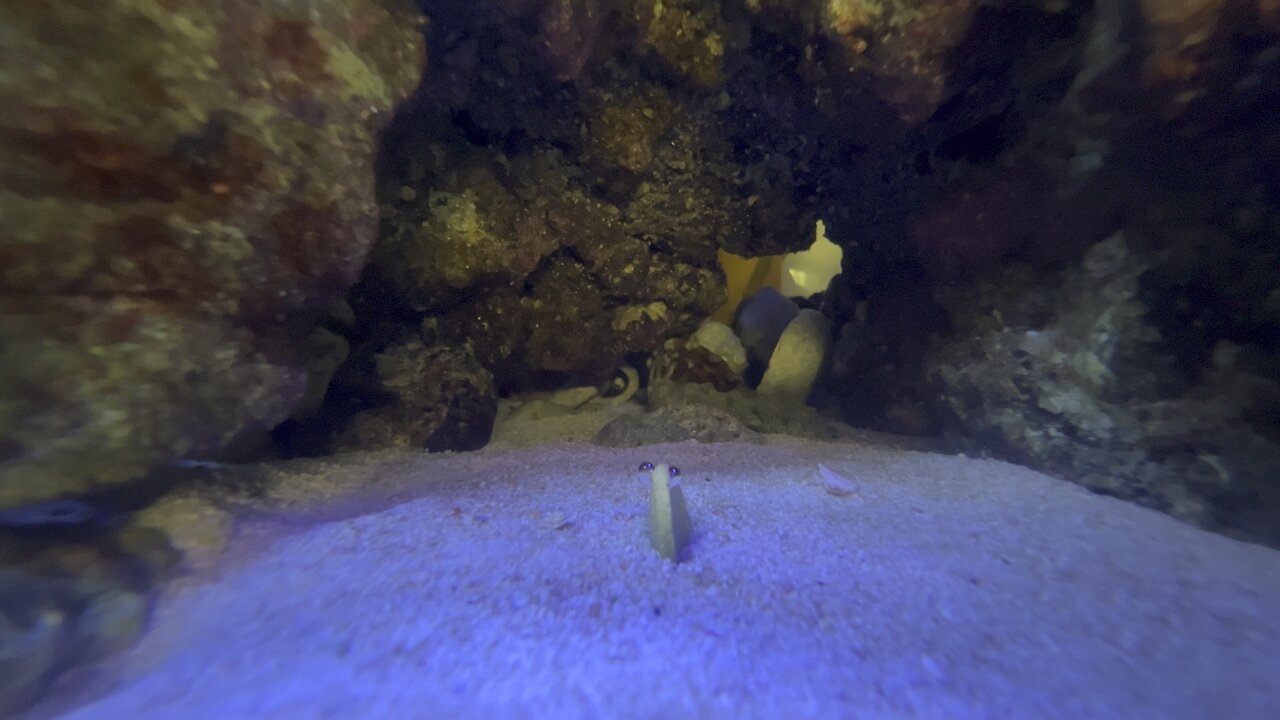 Peppermint Shrimp in 4K