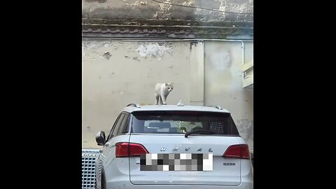 Do Really Cat Losses Sense Sometimes 😅