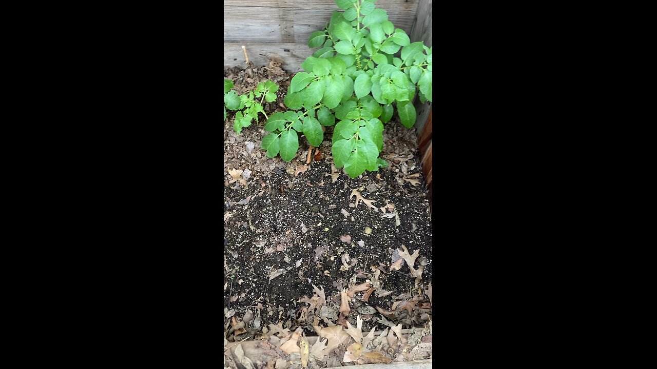 Potato in Cold Frame