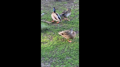 Mallard Ducks 🦆 #mallardducks #ducks #duck #shorts #viral #trending #followme