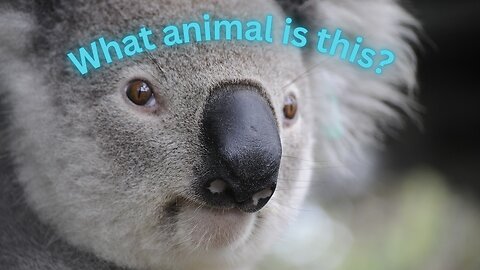 A Quiz About Australia